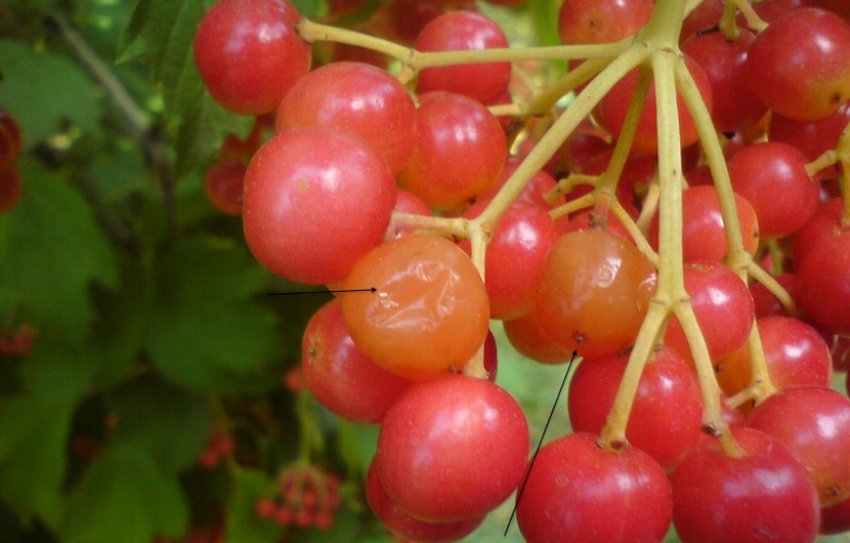 Сіра гниль плодів калини