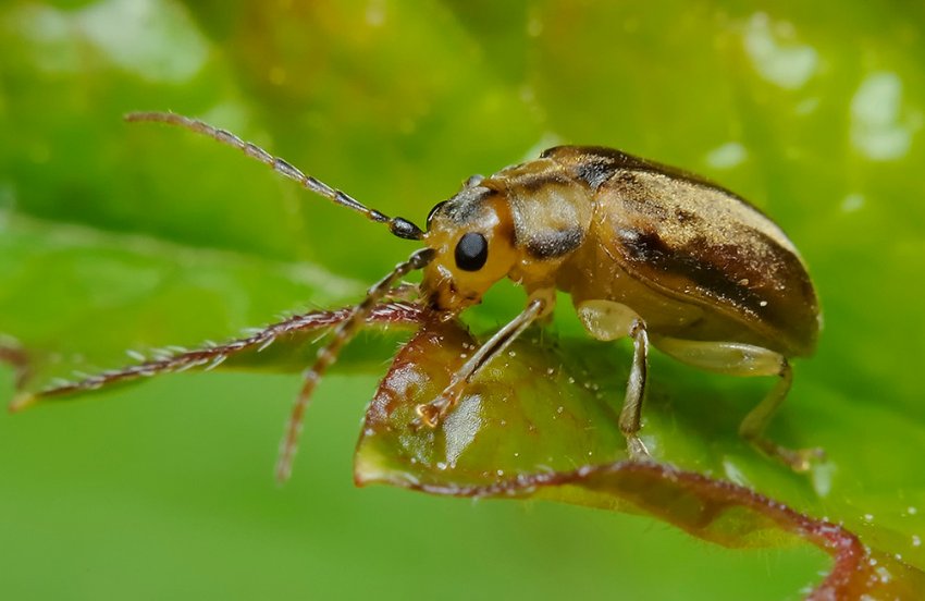 Калиновий листоїд