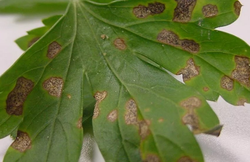 Аскохитозная плямистість