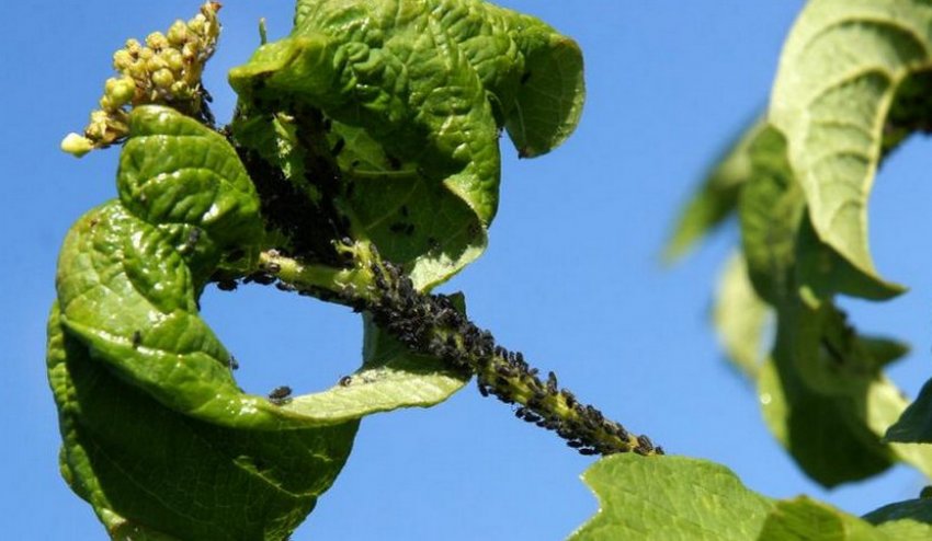 Попелиця на листках калини