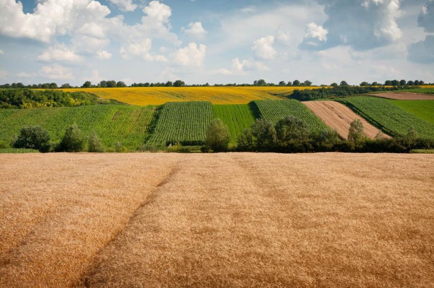 Названі області України, де продається найбільше земельних паїв Названі області України, де продається найбільше земельних паїв
