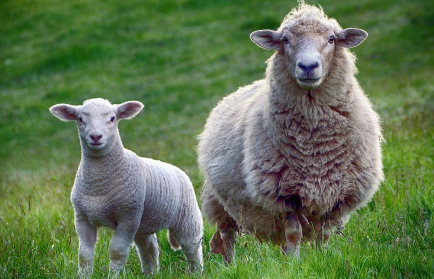 На ростовських просторах «тануть» свині, кози і вівці