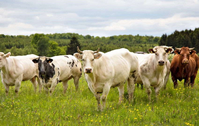 На ростовських просторах «тануть» свині, кози і вівці