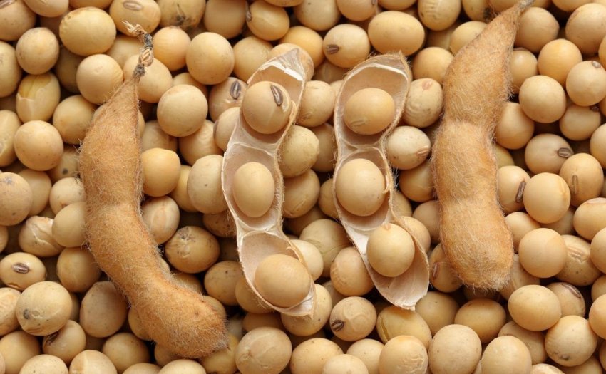 На Амурських просторах зливи не пощадили поля з соєю