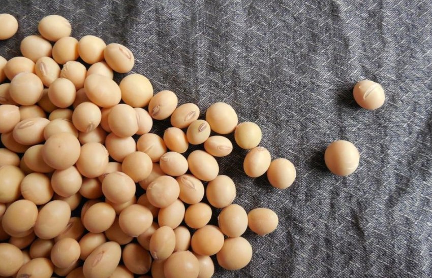 На Амурських просторах зливи не пощадили поля з соєю