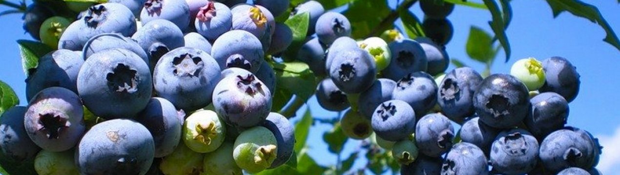 Опис сорту лохини Бонус