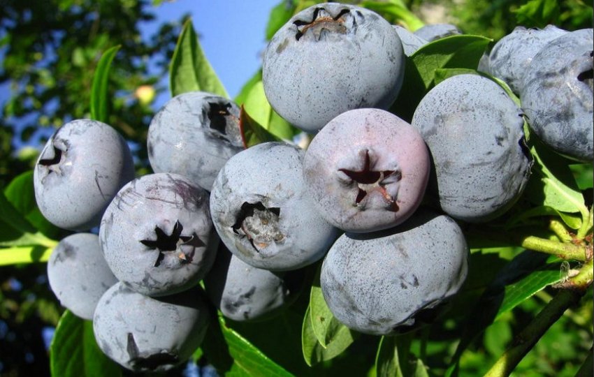 Лохина Бонус