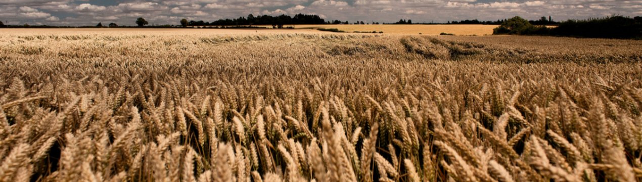 На території Дніпропетровської області безчинствують рейдери