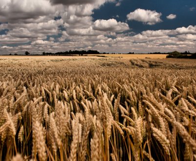 На території Дніпропетровської області безчинствують рейдери