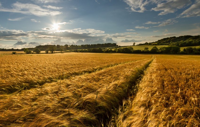 Російський прем'єр задоволений перебігом врожайною кампанії Російський прем'єр задоволений перебігом врожайною кампанії