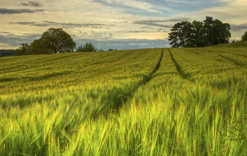 Російський прем'єр задоволений перебігом врожайною кампанії Російський прем'єр задоволений перебігом врожайною кампанії