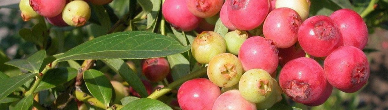 pink lemonade что это такое. Смотреть фото pink lemonade что это такое. Смотреть картинку pink lemonade что это такое. Картинка про pink lemonade что это такое. Фото pink lemonade что это такое