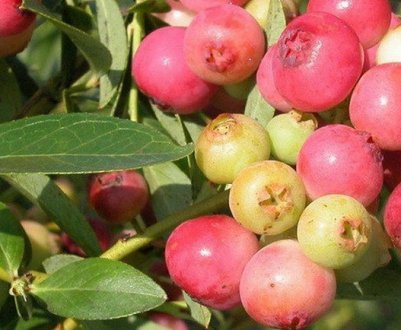 Опис лохини сорту Пінк лимонад