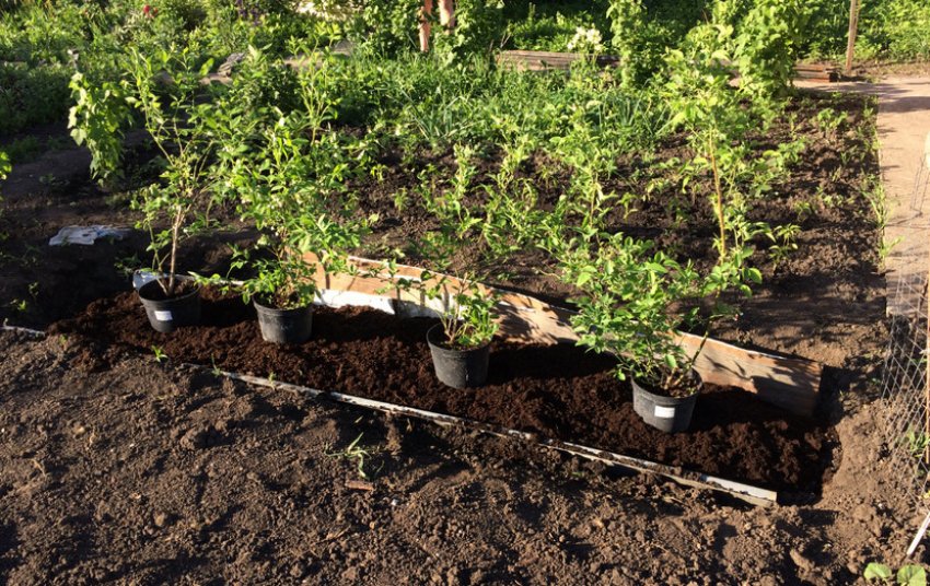 Місце посадки лохини