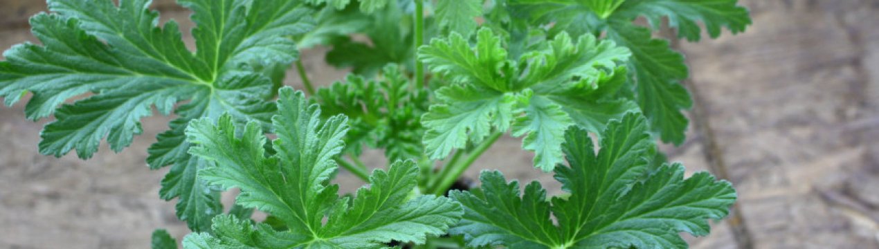 Герань запашна: догляд в домашніх умовах