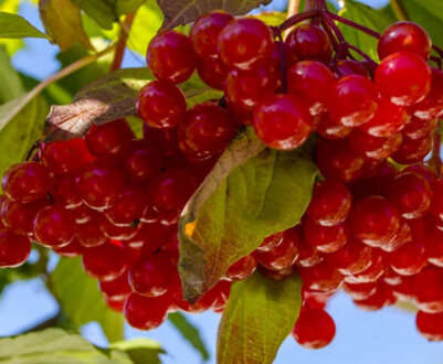 Хвороби та шкідники калини