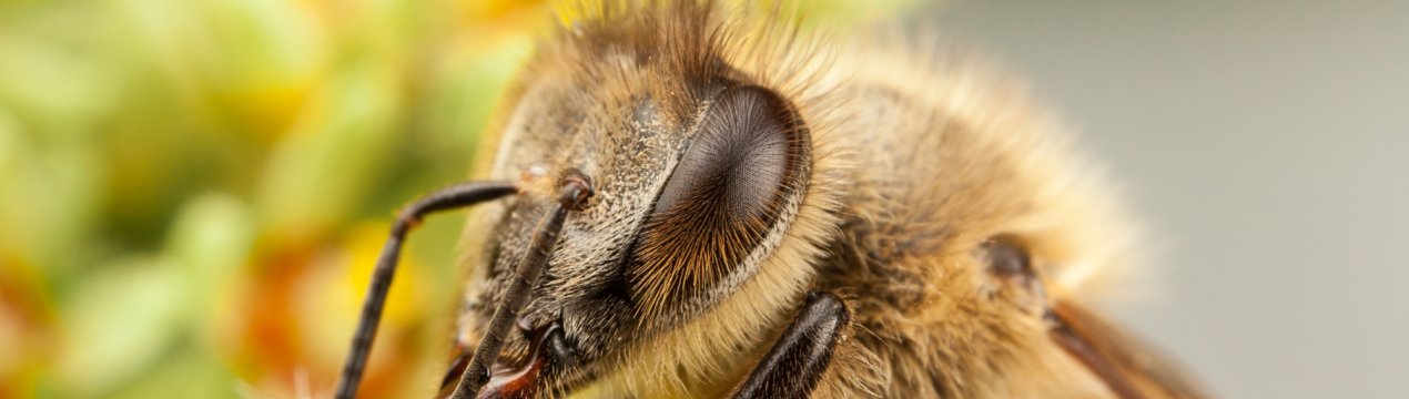 Білоруський президент побоюється масового мору бджіл