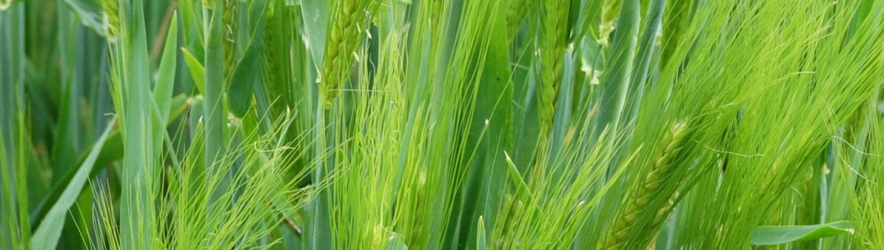 Австралія розширює площу вирощування озимих культур