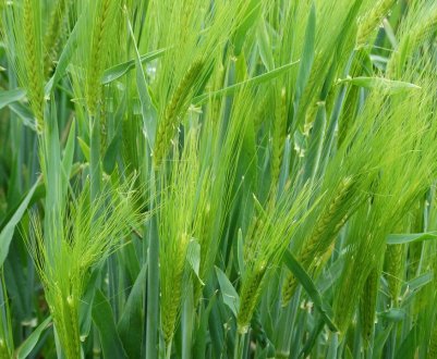 Австралія розширює площу вирощування озимих культур