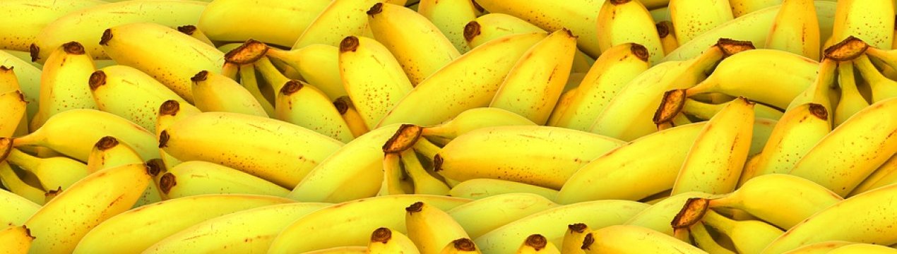 Вчені з Нідерландів виявили банани, стійкі до захворювання ТR4