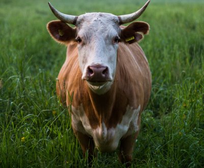 Коров'ячий обід влітає фермерам в копієчку