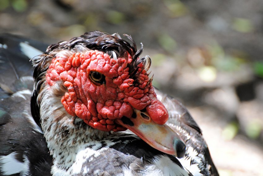 Під Пензою будують унікальну ферму для 15 тисяч індичок Під Пензою будують унікальну ферму для 15 тисяч індичок