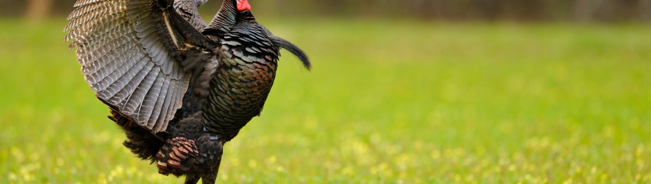 Під Пензою будують унікальну ферму для 15 тисяч індичок