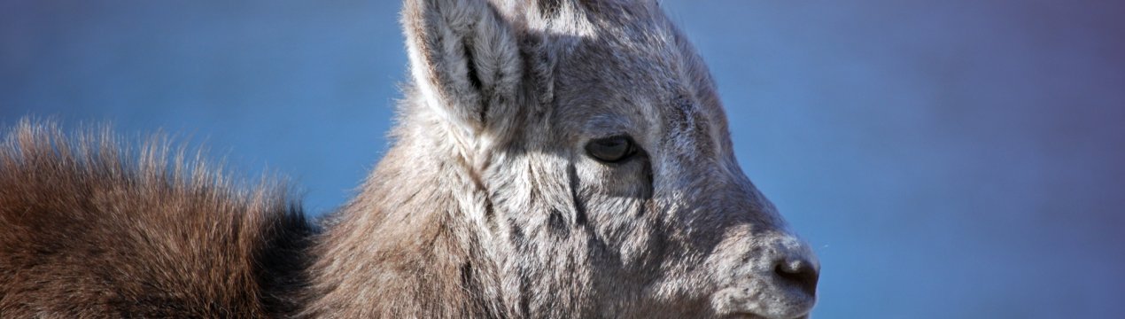 Удмуртські скотарі познайомилися з «Козячим гуру»