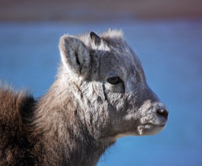 Удмуртські скотарі познайомилися з «Козячим гуру»
