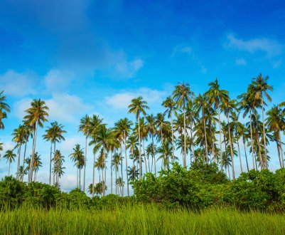 Вчені ОАЕ мають намір засадити Марс фініковими пальмами
