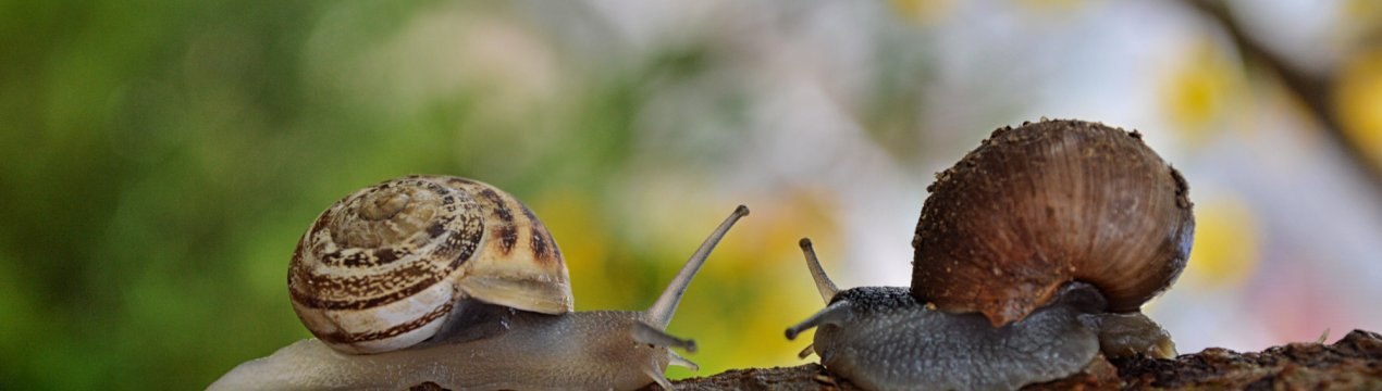 Тайські фермери роблять ставку на дорогоцінну слиз