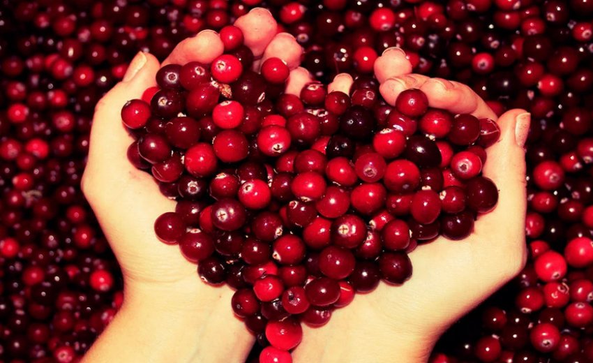 Ягоди журавлини Ягоди журавлини