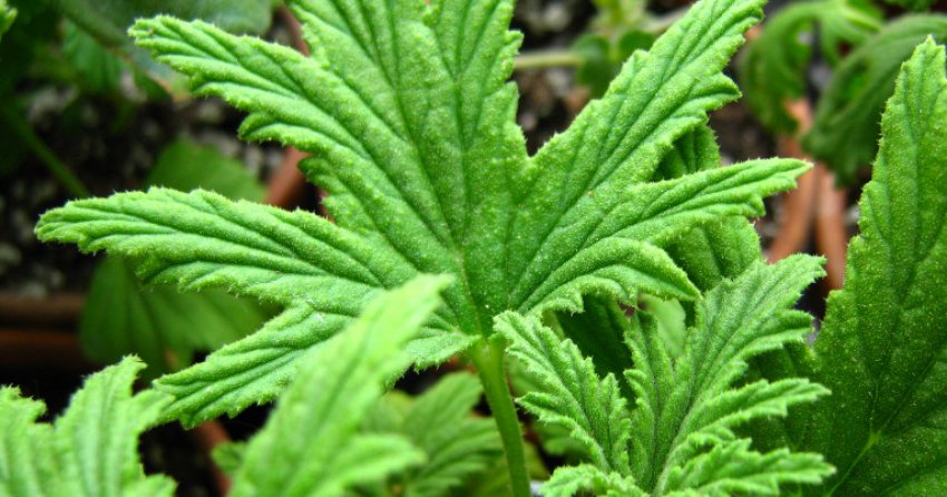 Mabel Grey Mabel Grey