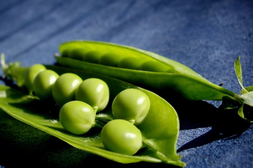 Татарські аграрії вирушили на горохові плантації Татарські аграрії вирушили на горохові плантації