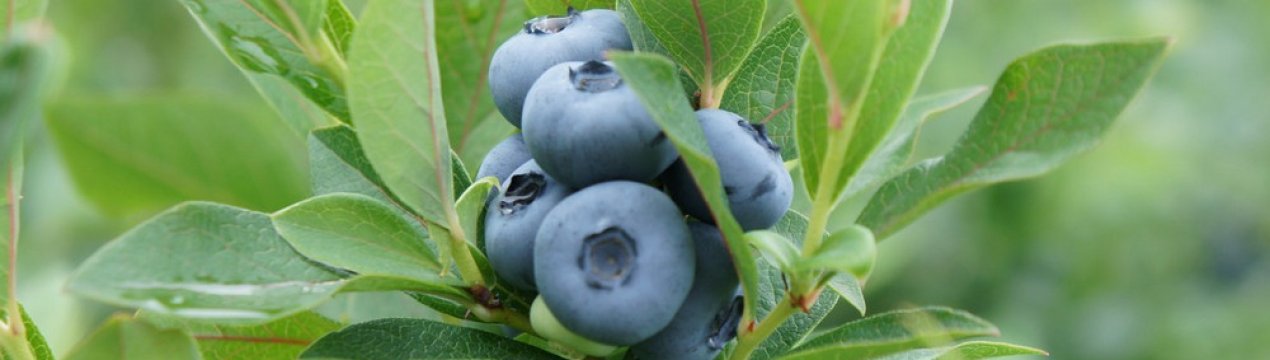 Як посадити лохину навесні саджанцями