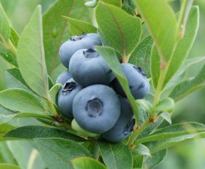 Як посадити лохину навесні саджанцями