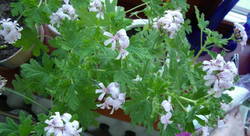 «Chariti» «Chariti»