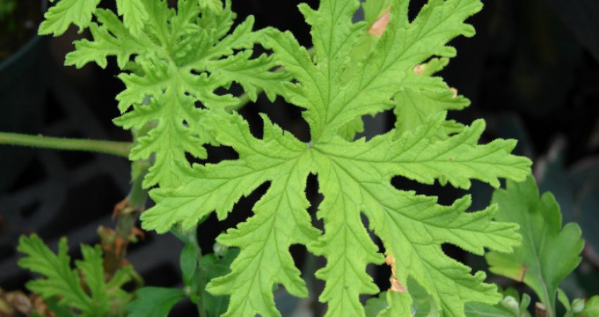 «Lady Plymouth» «Lady Plymouth»