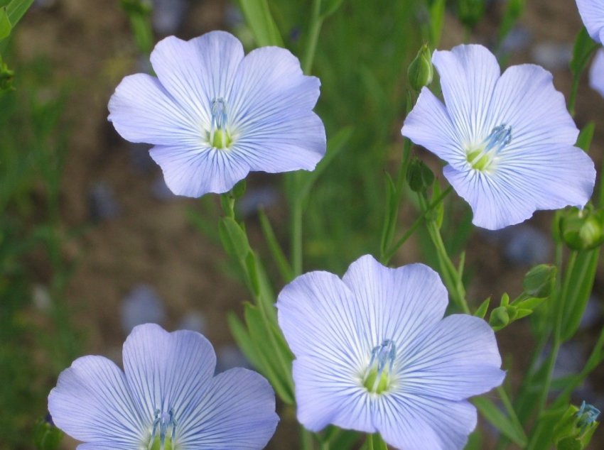 Удмуртські аграрії змінили перебирання на косіння Удмуртські аграрії змінили перебирання на косіння