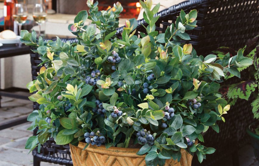 Лохина в контейнері