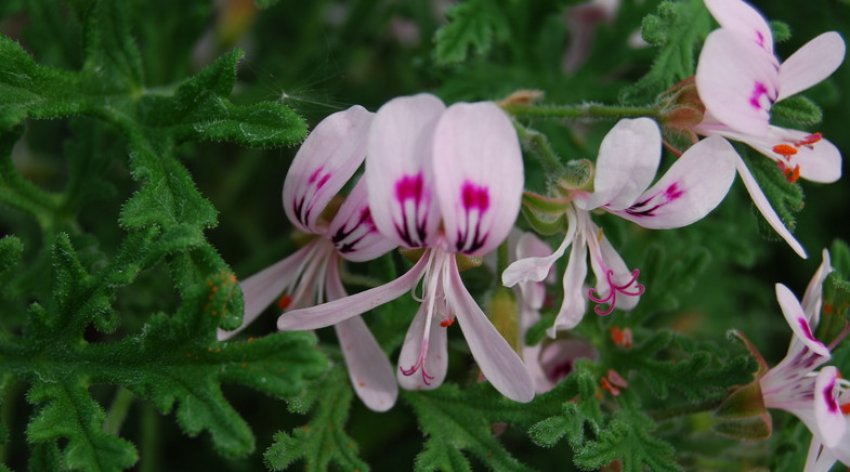 «більш гострою Peppermint» «більш гострою Peppermint»
