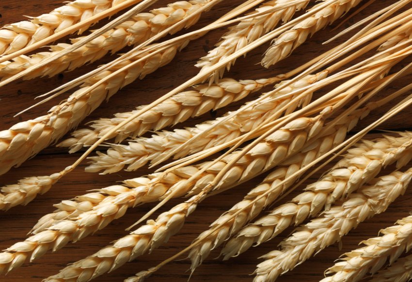 В Іран вирушать два танкери з башкирським зерном