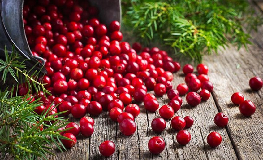 Ягоди брусниці