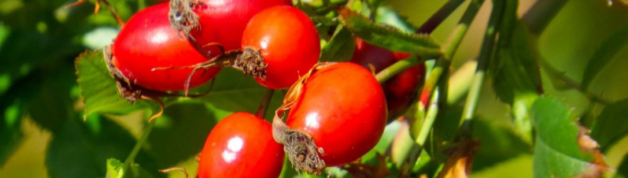 Чи можна пити шипшину при вагітності на різних термінах, в різному вигляді