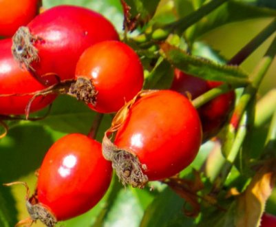 Чи можна пити шипшину при вагітності на різних термінах, в різному вигляді