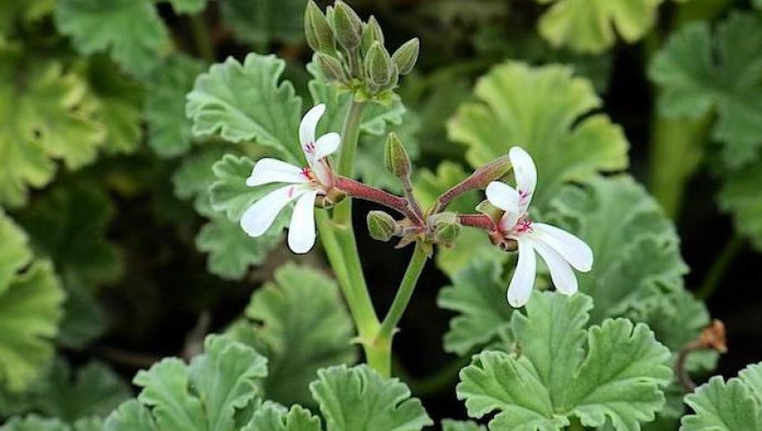 «Apple Сидр» «Apple Сидр»