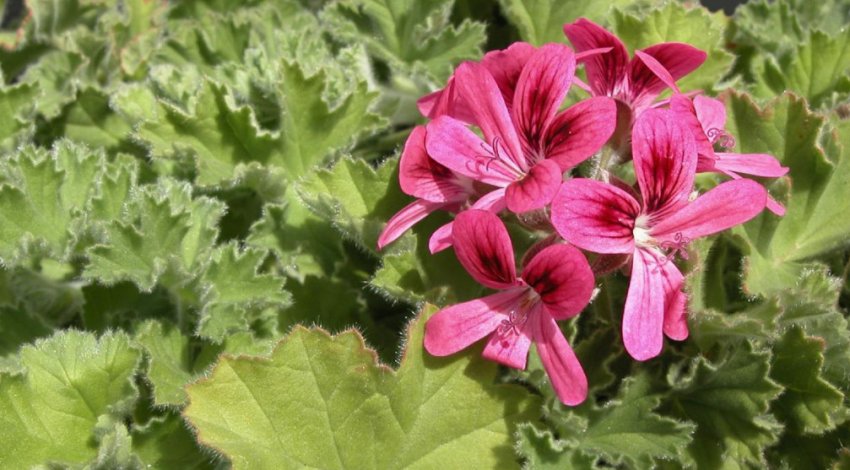 «Round Leaf Rose» «Round Leaf Rose»