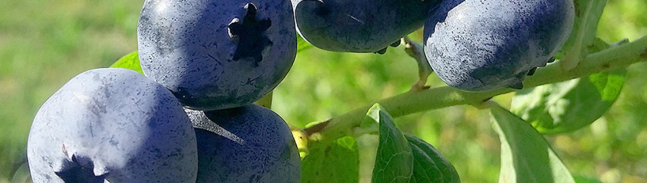 Лохина Мідер