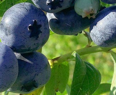 Лохина Мідер