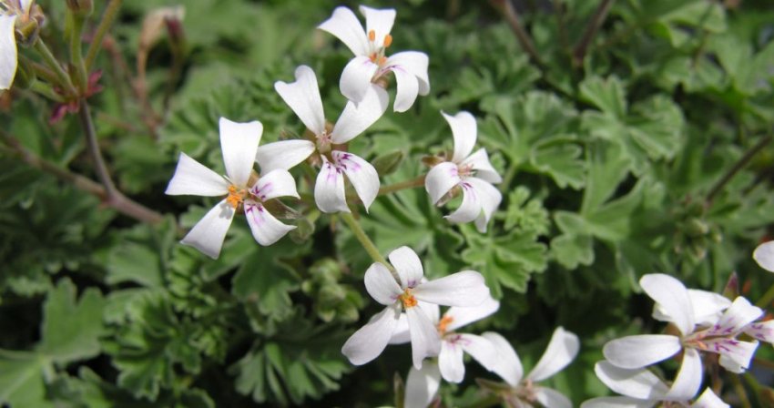 «Ardwick Cinnamon» «Ardwick Cinnamon»